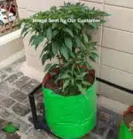 Grow Bag 15x15