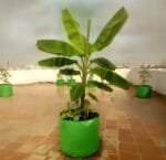 Big Grow Bags for Large Tree