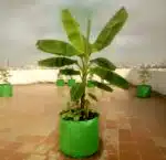 Big Grow Bags for Large Tree