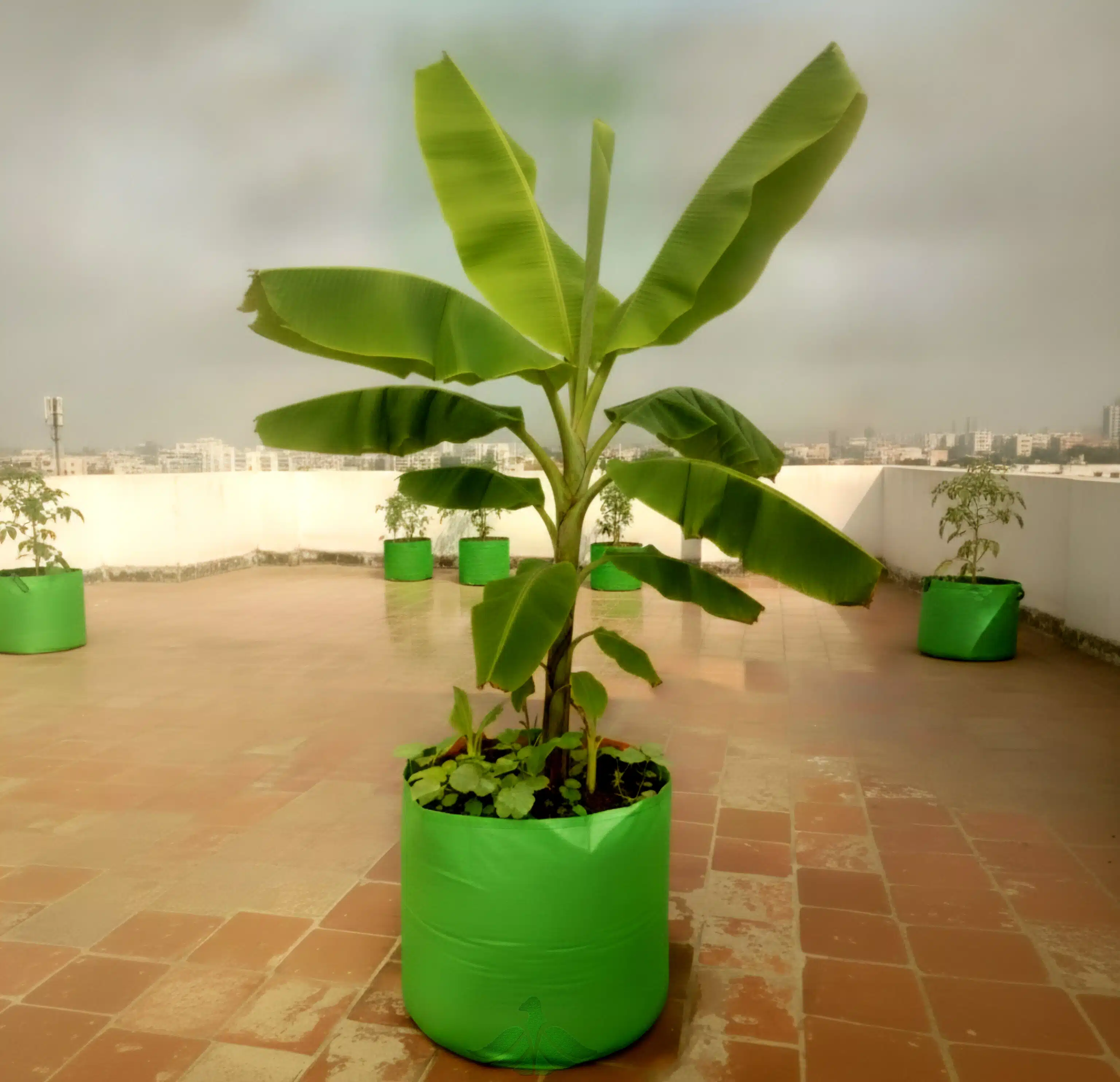 Big Grow Bags for Large Tree