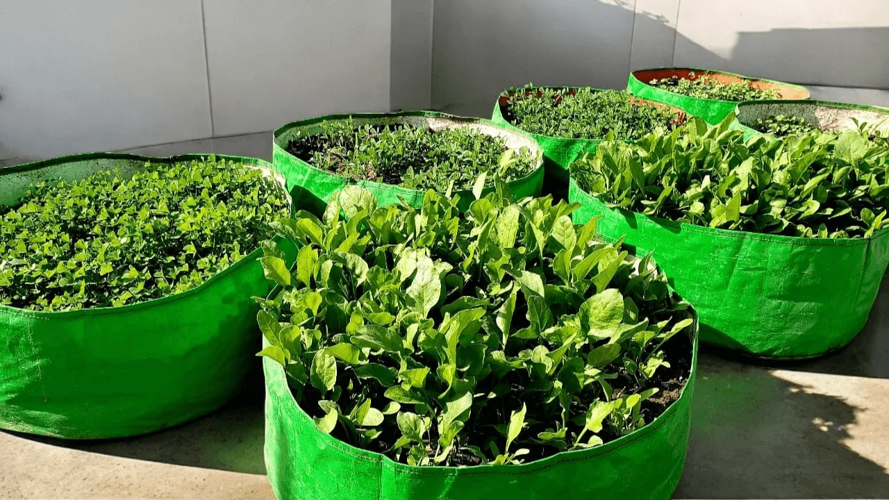 Grow Bags for leafy Vegetables - spinach, coriander , mint