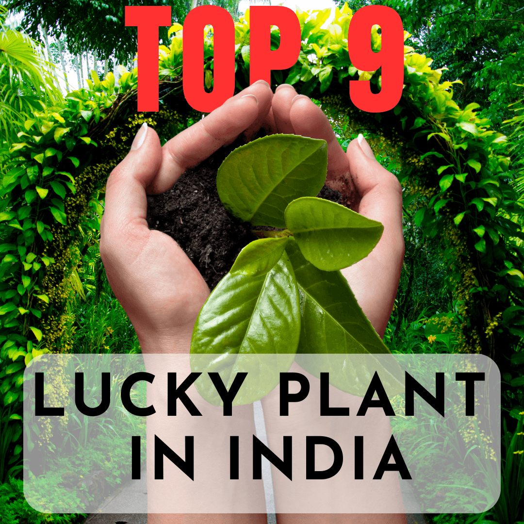 Top 9 Lucky Plants in India
