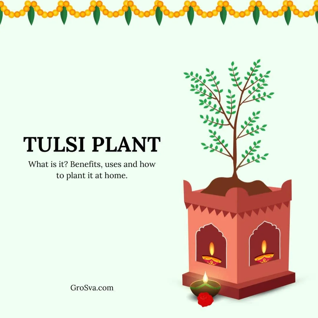What is Tulsi leaves/plants? Benefits, uses and how to plant it at home.